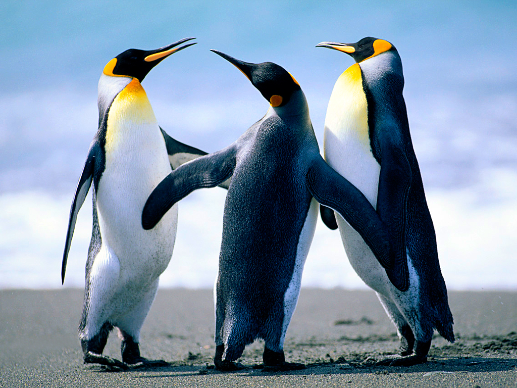 Description: C:\Users\Public\Pictures\Sample Pictures\Penguins.jpg